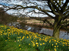 photo "Spring"