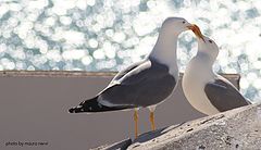 фото "a great love..."