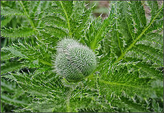 photo "poppy"
