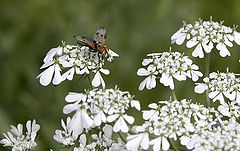 photo "spring"