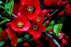 photo "Spring is in the air fragrance"