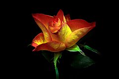 photo "***"