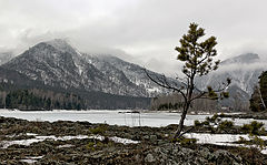 фото "Сосёнка"