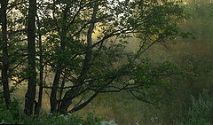 photo "***"