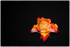 photo "***"
