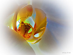 фото "Blushing Orchid"