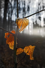 photo "Leaves ..."