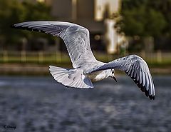 photo "Flying gull"