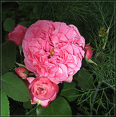 photo "Happy Birthday Galina!"
