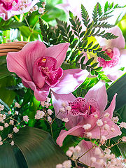 фото "Орхидея"