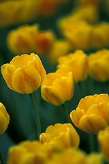 photo "***"