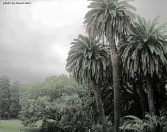 фото "in the park"
