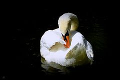 photo "Graceful creature on water surface"