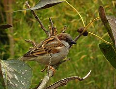 photo "Sparrow"