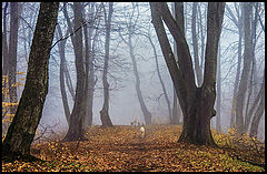 photo "***"