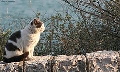 фото "on the wall, enjoing the sun"