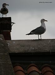 photo "on the roof"