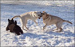 photo "Referee. Frame 1. Attack."