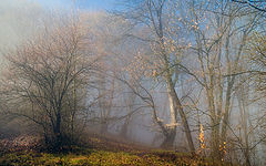 photo "***"