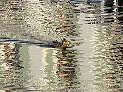 photo "duck"