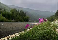 фото "И на камнях растут цветы"