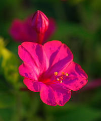 photo "***"