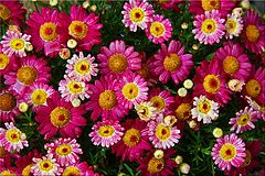 фото "Pink Bouquet"