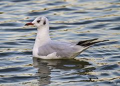 photo "Gull"