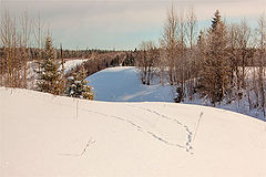 photo "***"