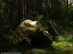 photo "Forest, naked girl"