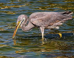 photo "Fishing 3"