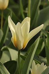 photo "***"