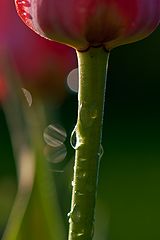 фото "***"