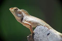 фото "Это калот изменчивый - Calotes versicolor"