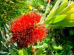 фото "Bottle Brush"