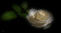 фото "R"