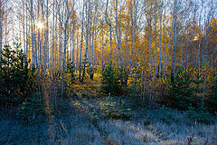 photo "***"