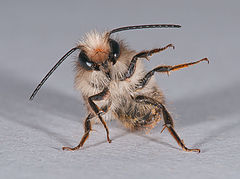 photo "Bee"