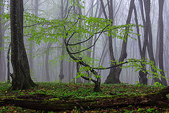 photo "***"