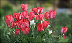 фото "Симфонию тюльпанов нужно сердцем слушать..."