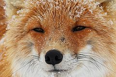фото "Мудрый лис"