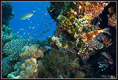 photo "In the shade of coral"