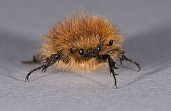 photo "Tropinota hirta"