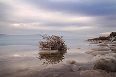 photo "Перекати-поле"