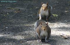 photo "curious on the park"