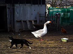 photo "Barnyard"