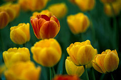 photo "***"