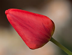 photo "Tulip"