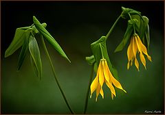 photo "***"
