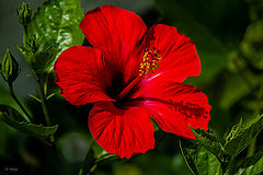 photo "Hibiscus"